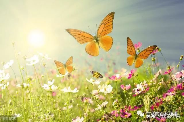Liver Qi Stagnation: Solutions for Constipation, Insomnia, Sensation of a Foreign Body in the Throat, Abdominal Distension, and Vivid Dreams