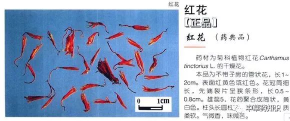 Traditional Chinese Medicine Herb: Safflower (Honghua)