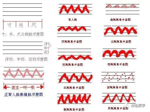 Summary of Pulse Diagnosis in Traditional Chinese Medicine