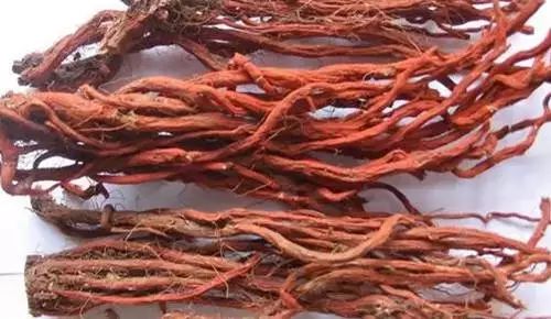 Dan Shen: A Herb with Benefits Comparable to Four Substances! Strengthening the Heart, Activating Blood Circulation, Promoting Tissue Regeneration, and Protecting the Brain - Affordable for Everyone!