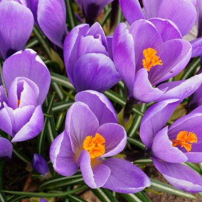 Differences Between Safflower and Crocus Sativus: Are You Using Them Correctly?
