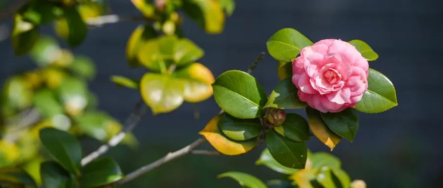 Early News from the Apricot Forest: Symptoms Indicating Spleen and Stomach Yang Deficiency! A Good Medicine to Resolve It