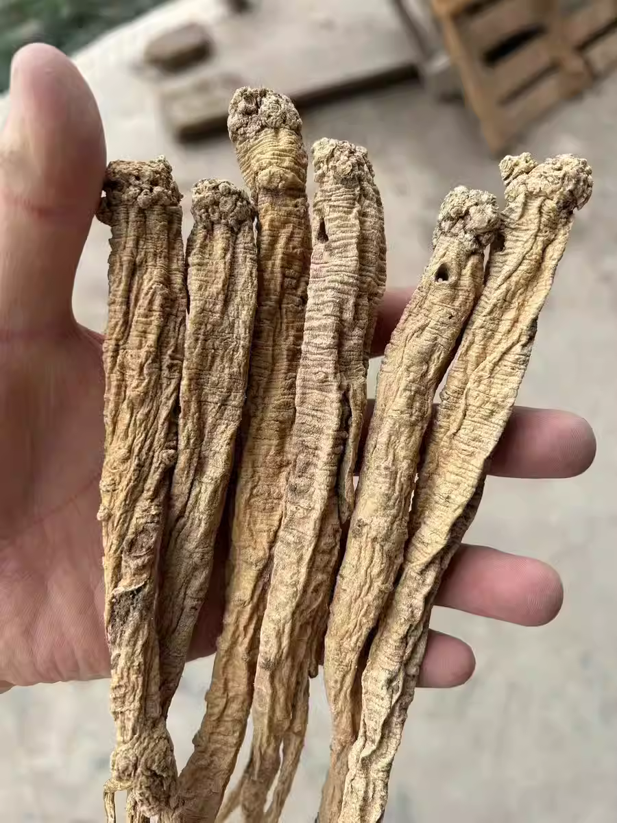 A Detailed Discussion on Dong Shen (Codonopsis pilosula): Uses and Identification