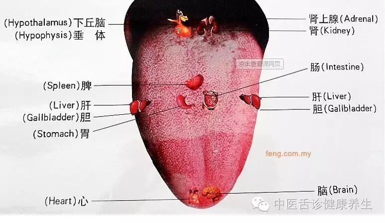 Tongue Diagnosis - Tongue Coating and Tongue Body