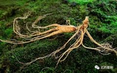 Ginseng | A Comprehensive Guide to Classification