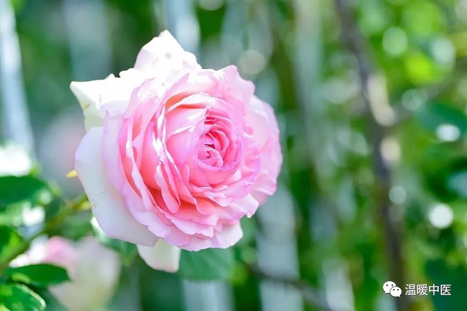 The Root of Phlegm-Dampness Lies in Spleen Deficiency: A Chinese Patent Medicine to Resolve Phlegm-Dampness by Strengthening the Spleen and Stomach