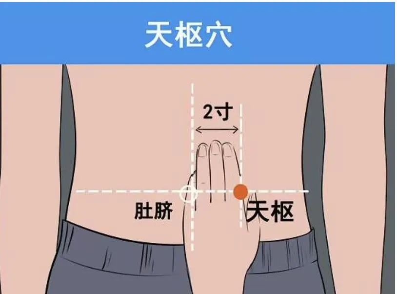 The Overlooked Acupuncture Point for Strengthening the Spleen and Stomach, Moistening the Intestines, and Balancing Qi