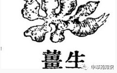 Illustrated Guide to the Shennong Bencao Jing: Dried Ginger