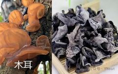 9 Effective Folk Remedies for Treating Anemia in Traditional Chinese Medicine