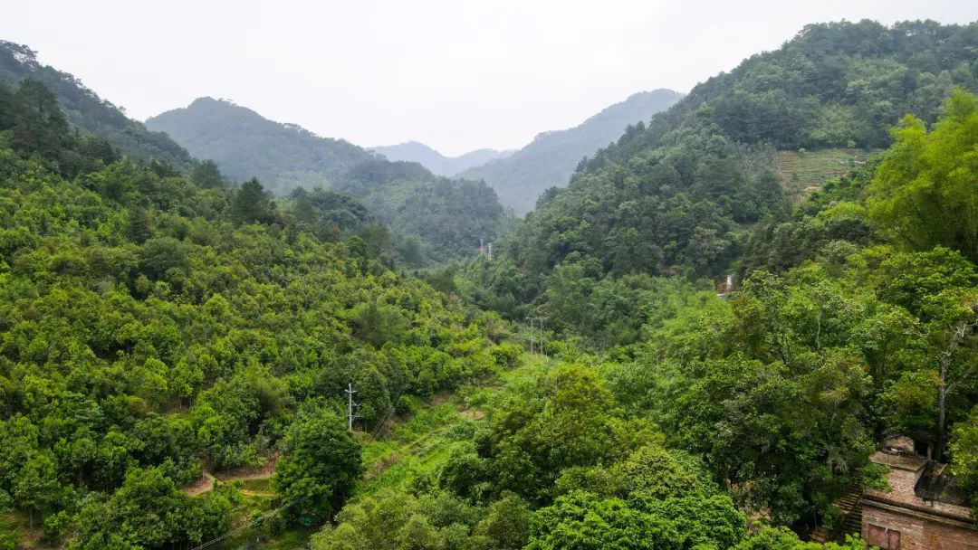Harvesting Cinnamon: A Journey into the Heart of Traditional Cinnamon Farming