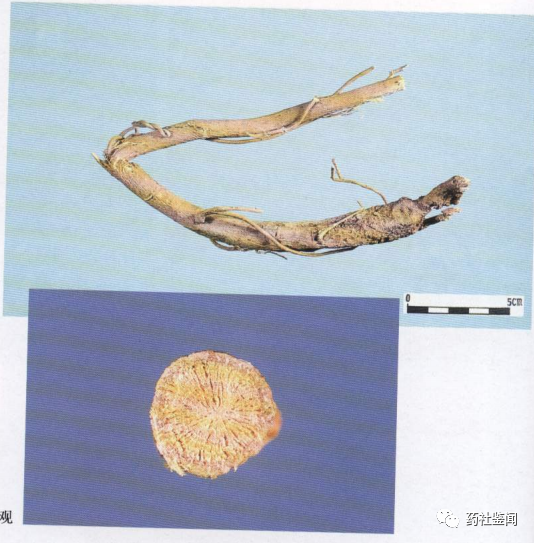 Traditional Chinese Medicine - Huangqi (Astragalus Root)