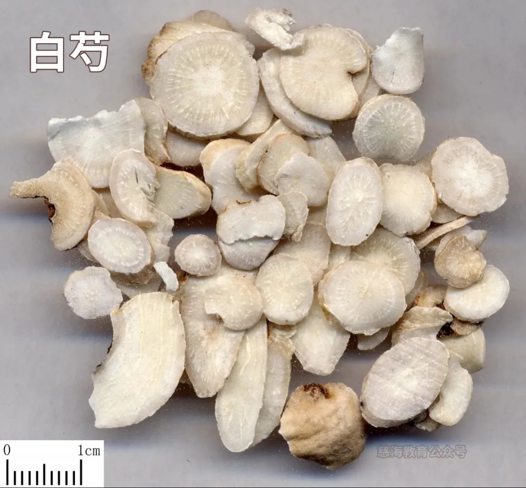 Daily Learning of a Chinese Herb