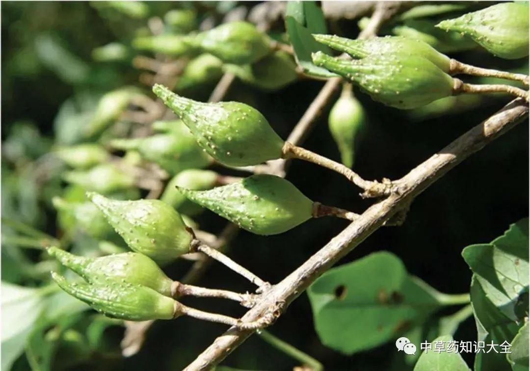 Traditional Chinese Medicine Herb: Lian Qiao (Forsythia)