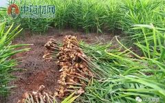 Encyclopedia of Chinese Medicine: The Efficacy and Functions of Dried Ginger