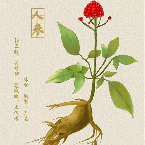The Efficacy and Functions of Chuanxiong (Ligusticum chuanxiong)