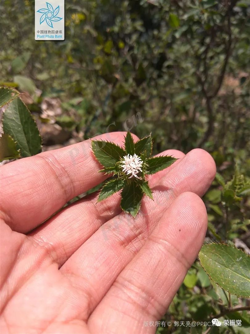 A Detailed Discussion on Traditional Chinese Medicine: Cang Zhu (Atractylodes)