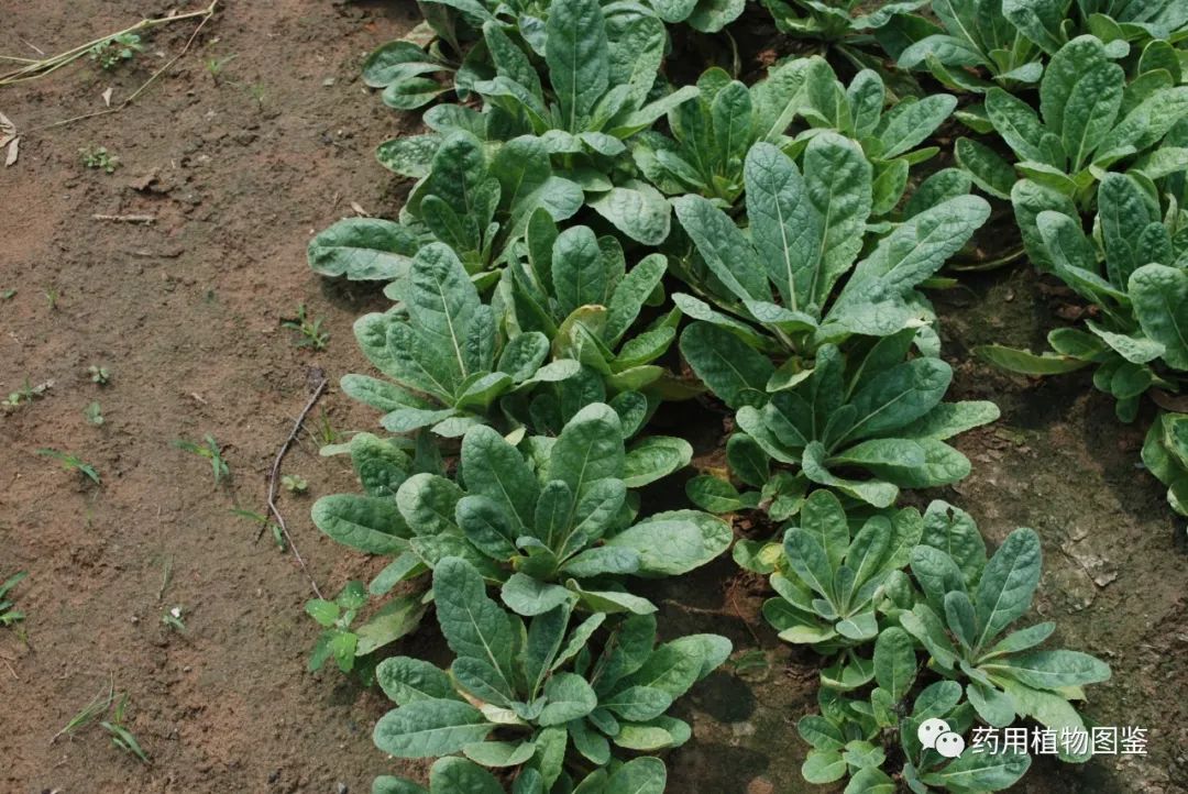 Shudihuang (Rehmanniae Radix Praeparata): Properties, Preparation, and Applications