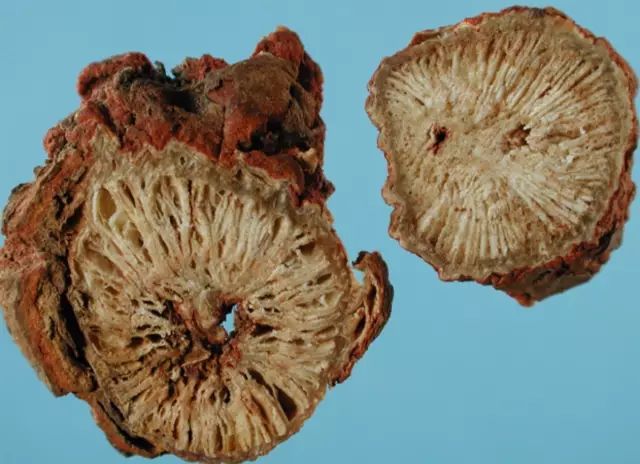 The Ultimate Blood Activator: Dan Shen (Salvia miltiorrhiza)