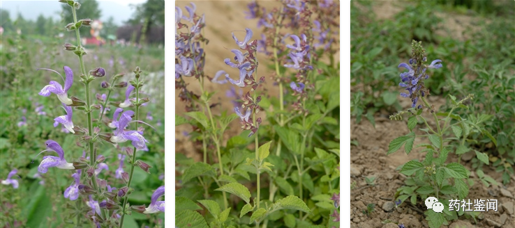 Traditional Chinese Medicine Herb - Danshen (Salvia miltiorrhiza)