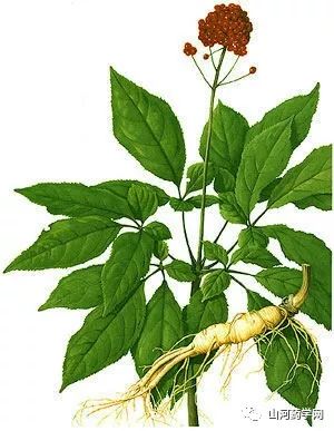 Traditional Chinese Medicine: Ginseng (Rén Shēn)