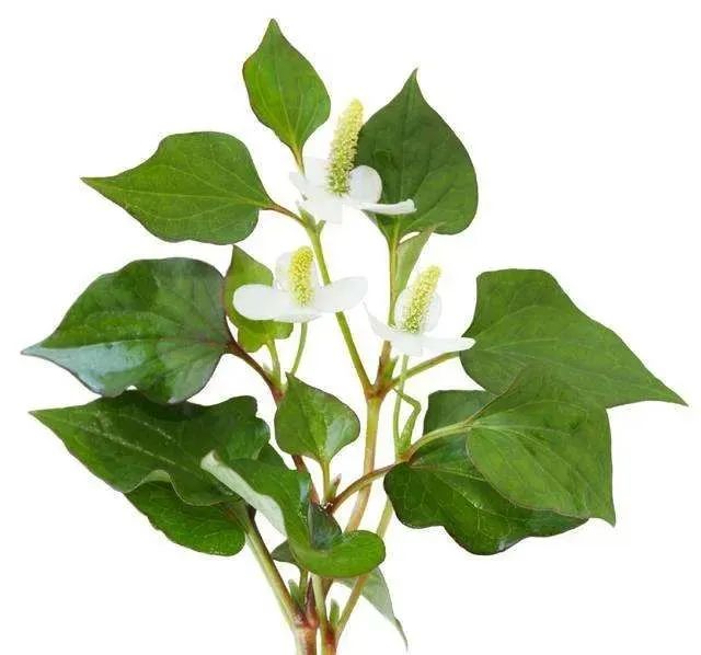 This Herb Treats Pneumonia, Sinusitis, and Gastroenteritis
