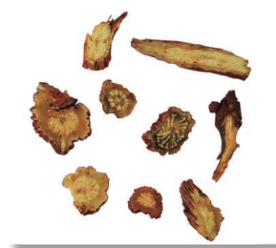 Dan Shen: A Herb for Activating Blood Circulation and Alleviating Pain