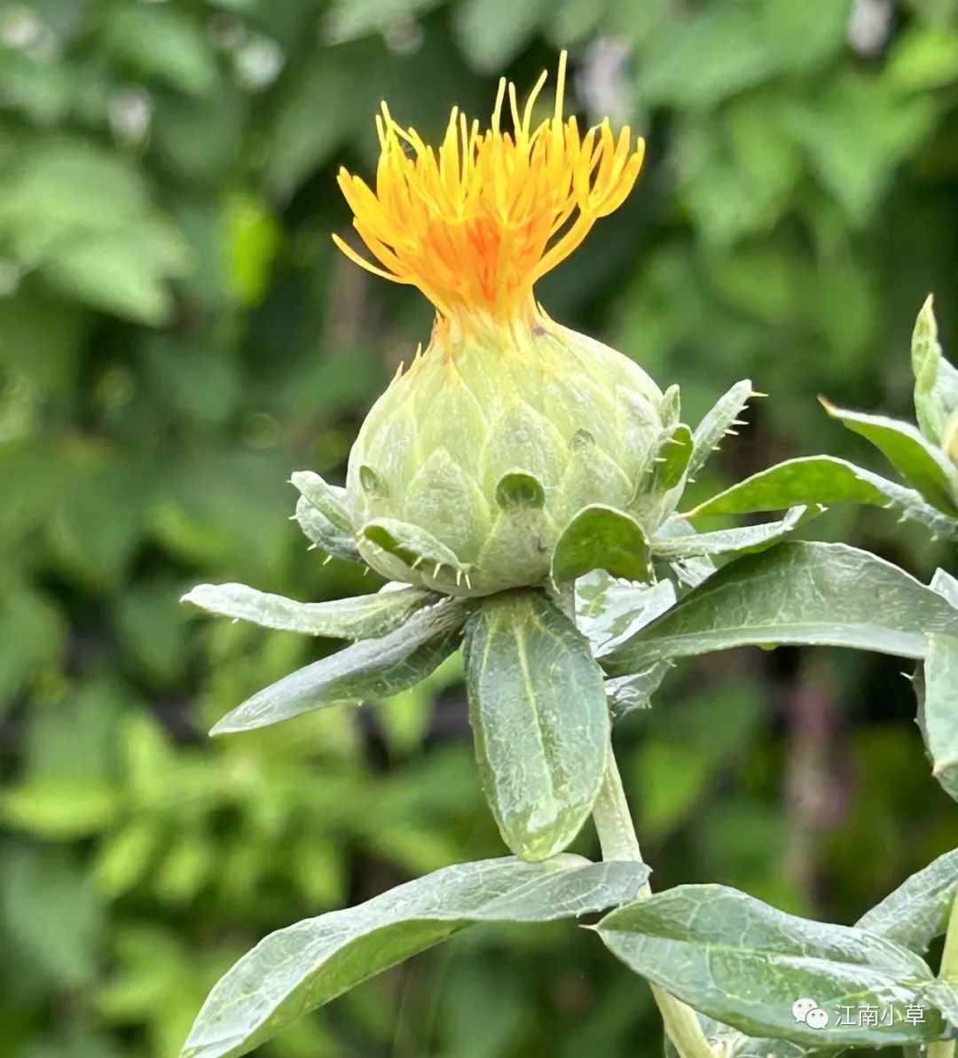 Analysis of Honghua (Safflower) in Traditional Chinese Medicine