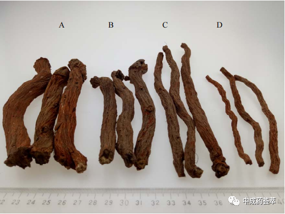 Premium Chinese Herbal Medicine | Danshen (Salvia miltiorrhiza)