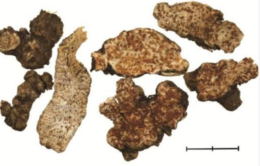 The Key Herb for Dampness and Distension: Cang Zhu