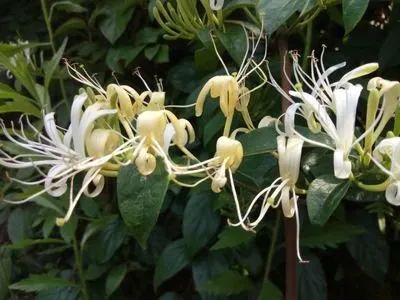 Understanding Jin Yin Hua (Honeysuckle) in Traditional Chinese Medicine