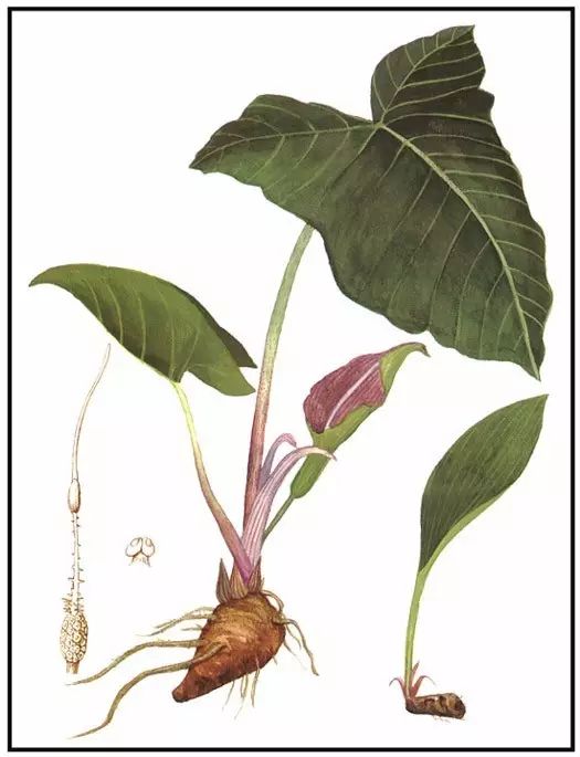 The Application of Fuzi (Aconite) by Dr. Li Ke in Traditional Chinese Medicine