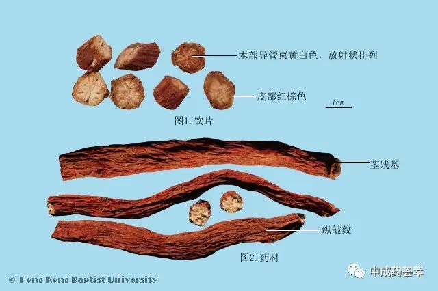 Premium Chinese Herbal Medicine | Danshen (Salvia miltiorrhiza)