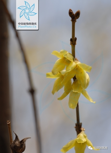 Traditional Chinese Medicine: Forsythia (Lián Qiáo)