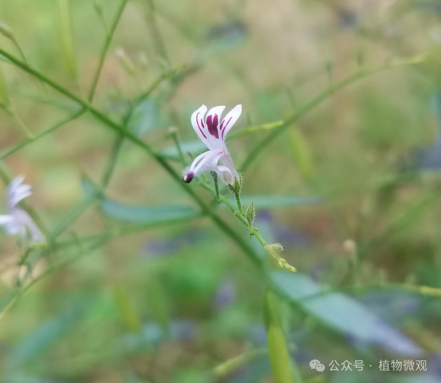 The Bitter Taste of Chuanxinlian: A Precious Herb Not to Be Missed