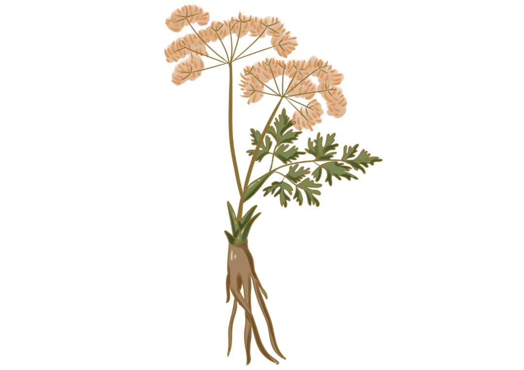 Angelica Sinensis: The Story Behind This Chinese Herbal Medicine