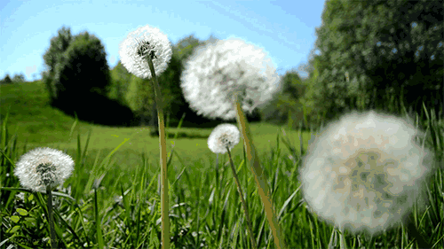 A Comprehensive Guide to 50 Common Medicinal Herbs in Rural Areas