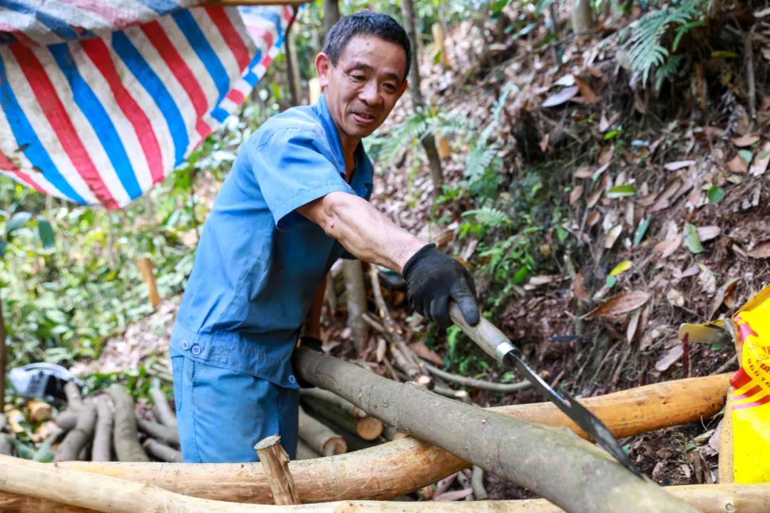 Harvesting Cinnamon: A Journey into the Heart of Traditional Cinnamon Farming