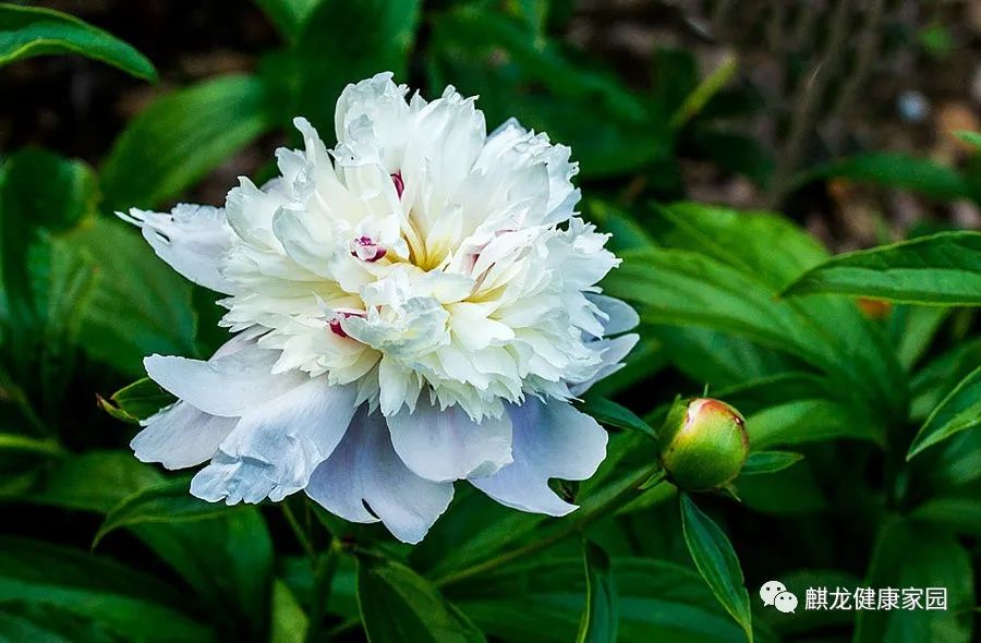 Bai Shao (White Peony) - A Common Chinese Herb