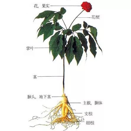 Understanding a Chinese Herb Each Week: Ginseng