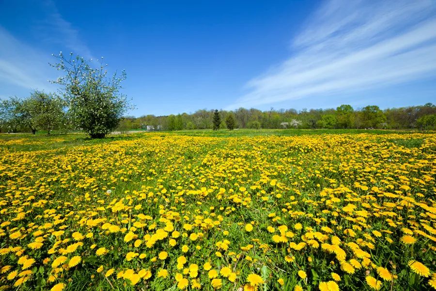 Feeling Down in Spring? TCM Believes Emotions Significantly Impact Health