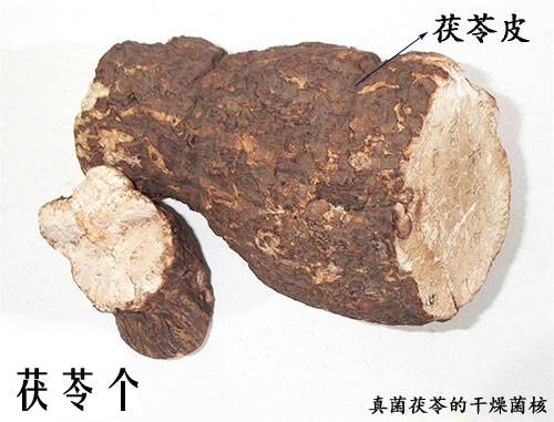 Daily Herb | Poria