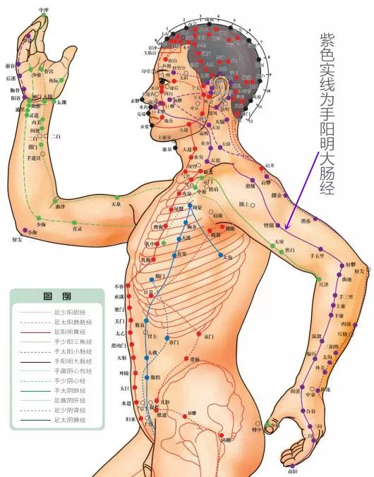 Acupoint Knowledge | Twelve Meridians: Hand Yangming Large Intestine Meridian and Hegu Point