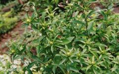 Weekly Herb Spotlight: Cang Zhu (Atractylodes)