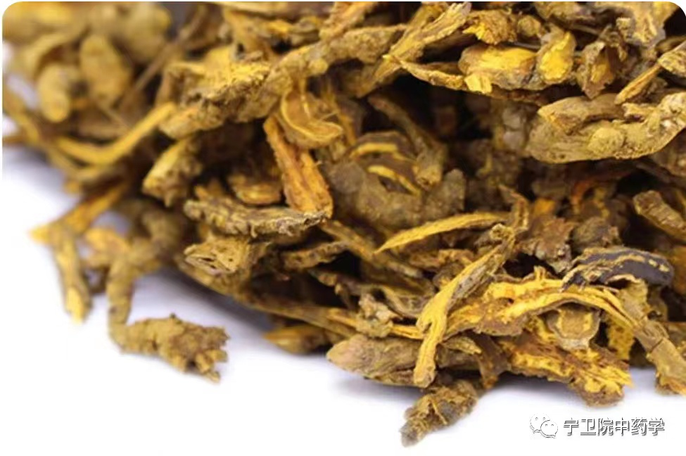 Daily Identification of Huang Lian (Coptis chinensis)