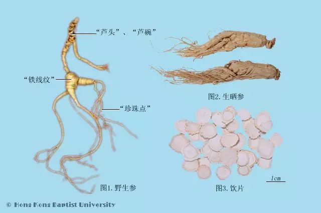 Daily Herb 31: Ginseng - How to Choose and Distinguish Wild Ginseng?