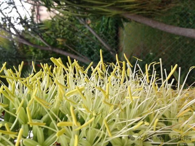 The Magical Effects of Honeysuckle on the Body: What You May Not Know