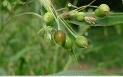 Coix Seed (Yiyiren) - A Comprehensive Overview