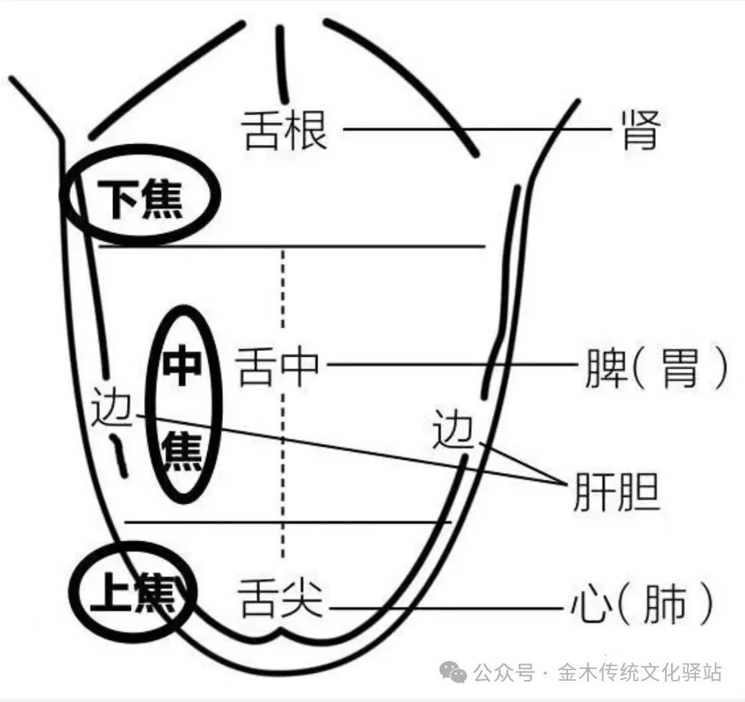 Traditional Chinese Medicine Tongue Diagnosis (Recommended for Collection)