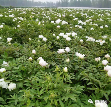 Traditional Chinese Medicine Herb - Bai Shao (White Peony Root)