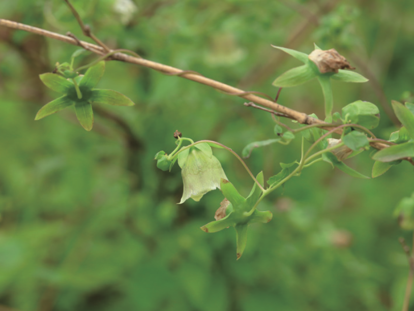 Exploring the Medicinal Qualities of Dang Shen (Codonopsis pilosula)